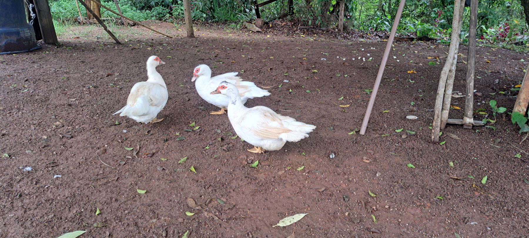 Patos passeando pelo quintal