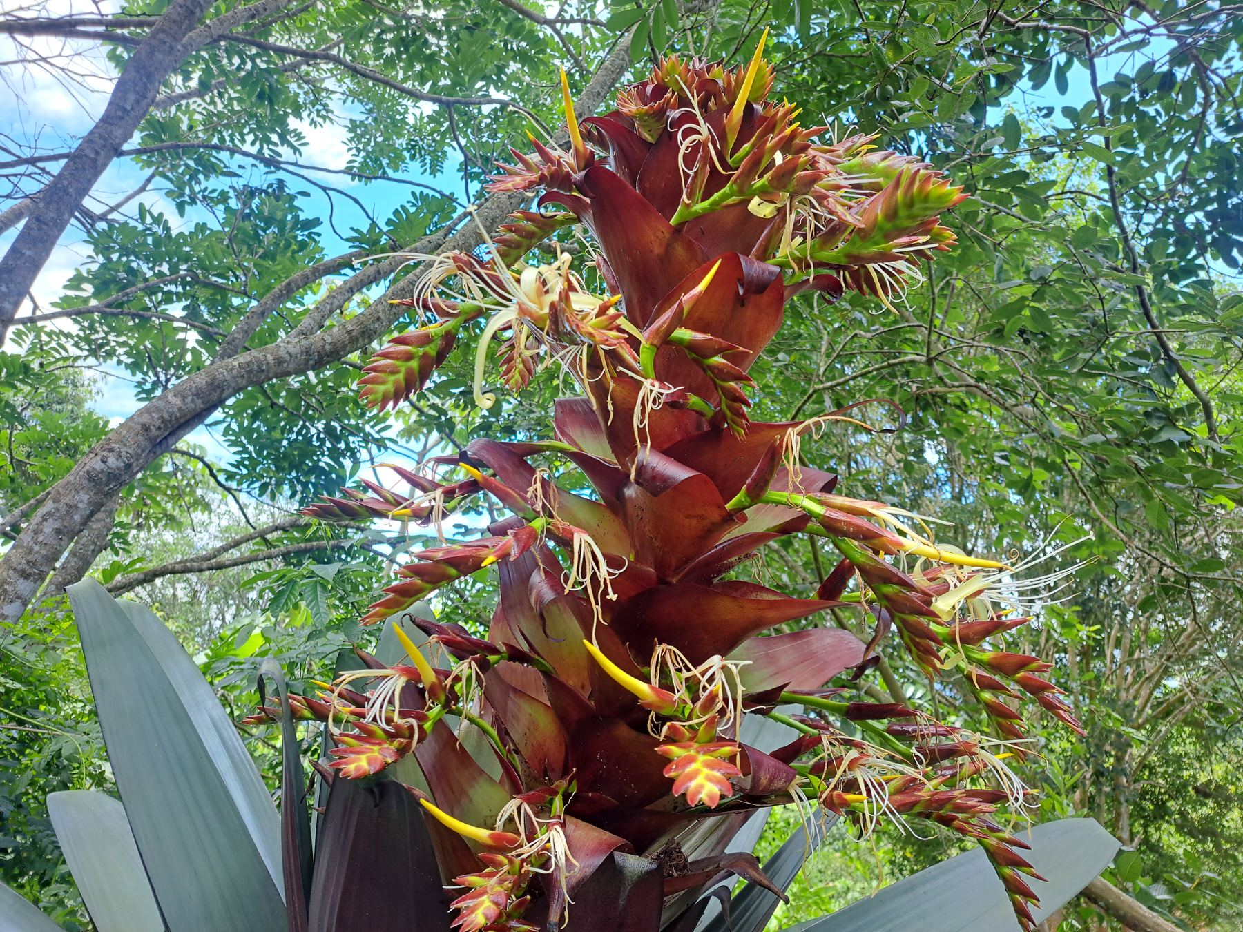 Flor vermelha silvestre