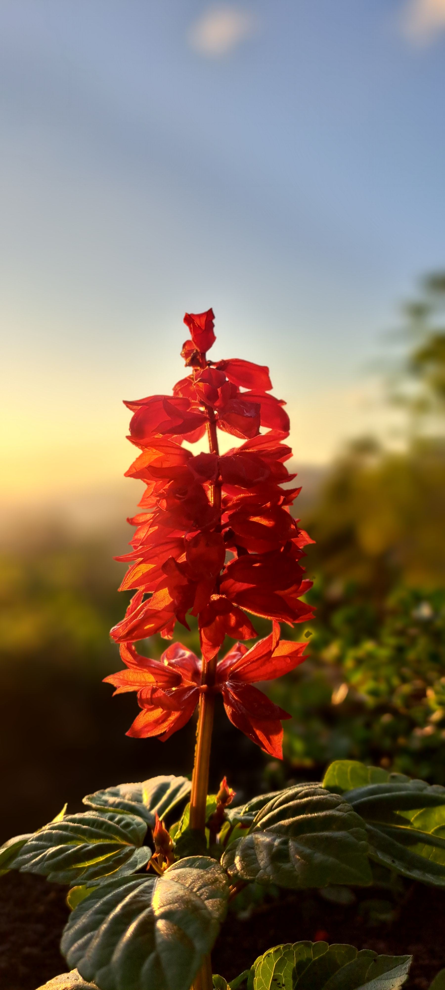 Flor iluminada pelo sol da tarde