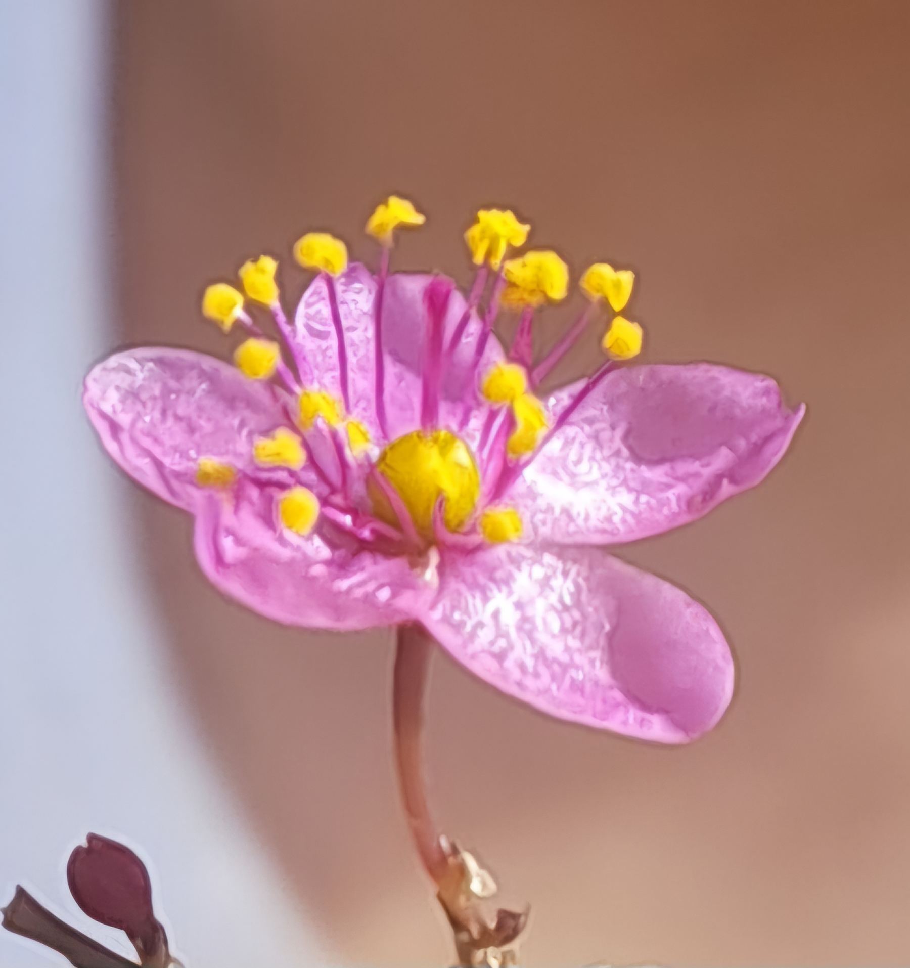Bromélia vermelha
