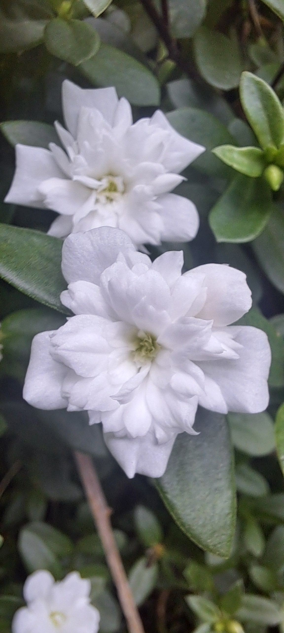 Flores brancas do jardim